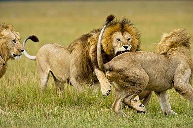 《破晓传说》新视频演示 吉祥物猫头鹰伙伴登场